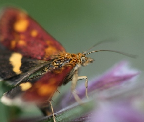 Żółto, Motyl, Bordowy, Czarno