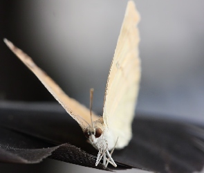 Biały, Motyl, Kremowo