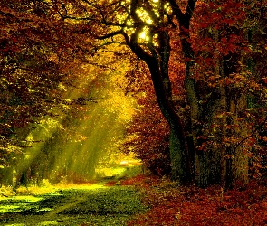 Las, Jesień, Promienie, Słońca, Ścieżka
