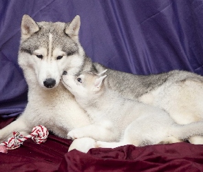 Siberian Husky, Rodzina