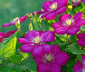 Clematis, Kwiaty