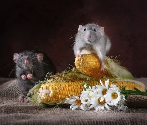 Rumianek, Kukurydzy, Myszki, Kolby