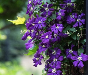 Wiszący, Clematis