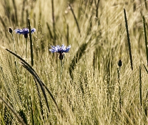 Żyta, Kłosy, Niebieskie, Chabry
