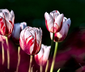 Tulipany, Czerwone, Biało