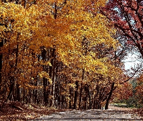 Park, Droga, Jesień