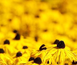 Rudbekia, Błyskotliwa