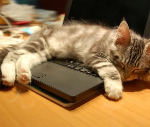 Sen, Laptop, Kot