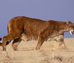 Puma