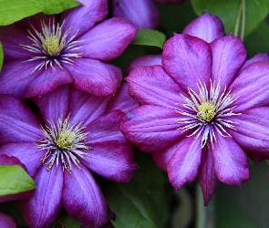 Kwiaty, Clematis
