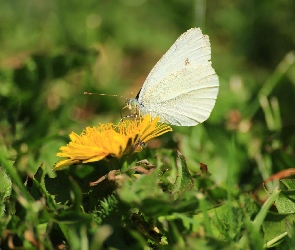 Mniszek Pospolity, Motyl