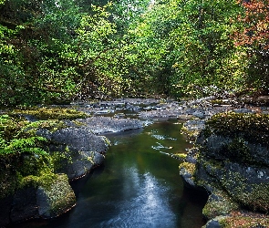 Rzeka, Kamienie, Las