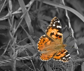 Las, Trawy, Piękny, Motyl