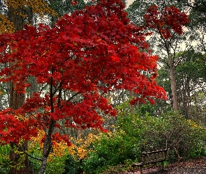 Ławka, Jesień, Park