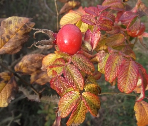 Owoc, Róży, Dojrzały