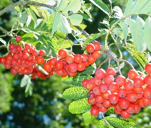 Jarzębina, Kiście