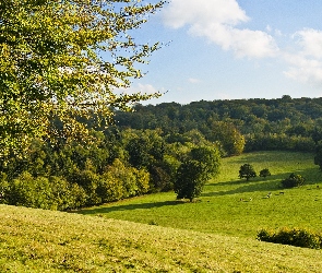 Łąki, Wypas, Zwierzęta, Lasy