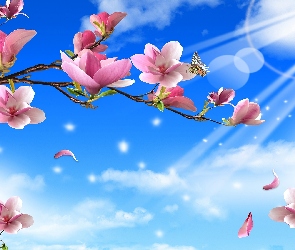 Magnolii, Słońca, Promienie, Motyle, Kwiaty