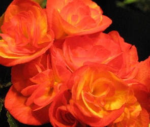 Begonia