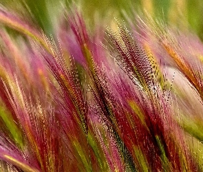 Kolorowe, Trawy, Kłosy