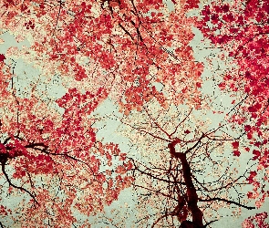 Drzewa, Liście, Jesień