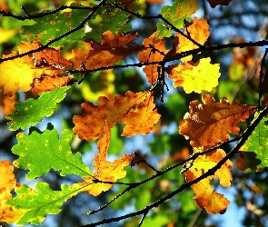 Jesień, Dębu, Kolorowe, Liście