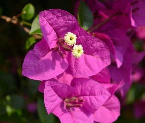 Bugenwilla, Makro