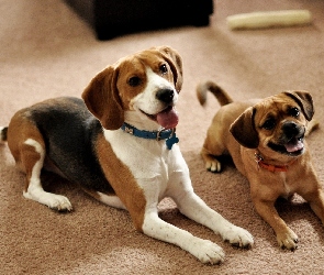 Pieski, Beagle