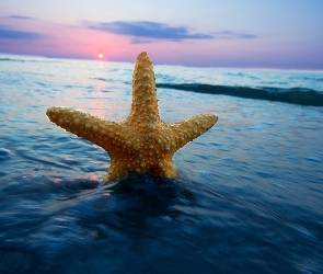 Morze, Rozgwiazda, Słońca, Zachód