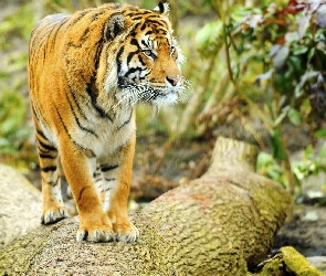 Kłoda, Tygrys