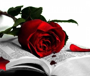 Czerwona, Książka, Róża