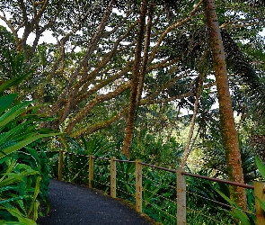 Tropikalny, Hawaje, Deptak, Ogród Botaniczny