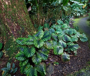 Rośliny, Ogród Botaniczny, Hawaje, Tropikalny