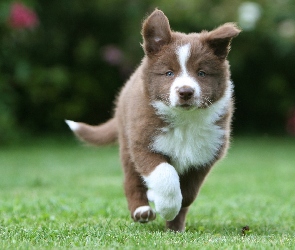 Collie, Park, Border