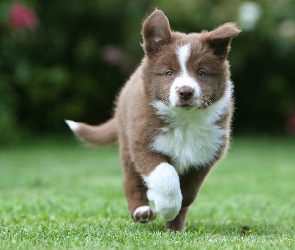 Border, Park, Collie