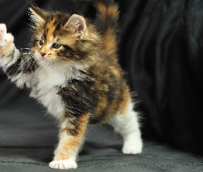 Łapki, Maine Coon