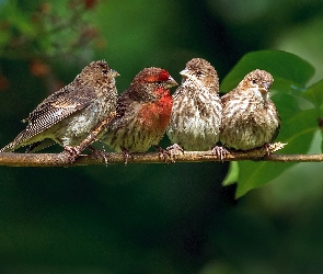 Cztery, Gałązka, Wróbelki