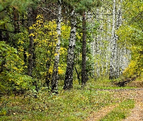 Jesień, Liście, Las, Brzozowy