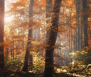 Liście, Promienie słońca, Las
