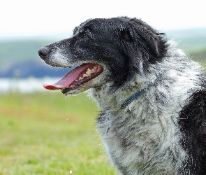 Collie, Rzeka, Border