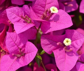 Bugenwilla, Makro