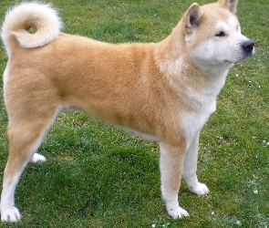 Akita, Trawa, Inu