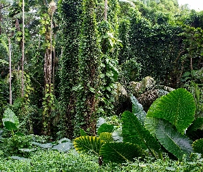 Hawaje, Rośliny, Ogród Botaniczny, Tropikalny