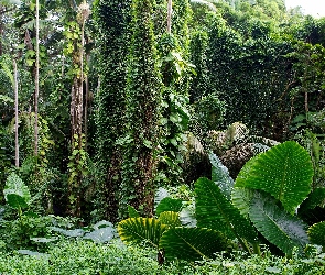Rośliny, Ogród Botaniczny, Hawaje, Tropikalny