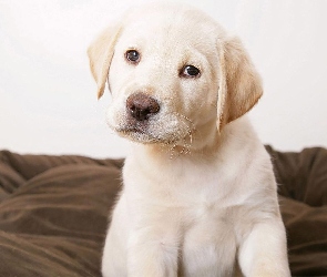 Labrador Retriever, Szczeniak