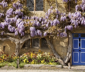 Dom, Wisteria, Kwiaty