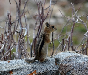 Gałązki, Ziemna, Chipmunk, Wiewiórka