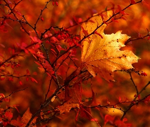 Krzew, Jesienny, Liść, Suchy, Czerwony