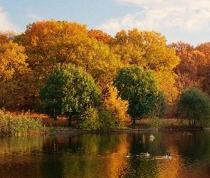 Jezioro, Jesień, Park, Kaczki