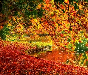 Rzeka, Jesień, Liście, Drzewa